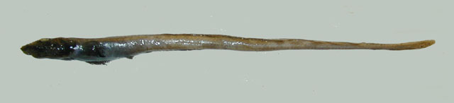 (Lycodonus flagellicauda)