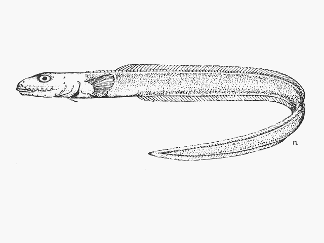 (Lycodonus vermiformis)