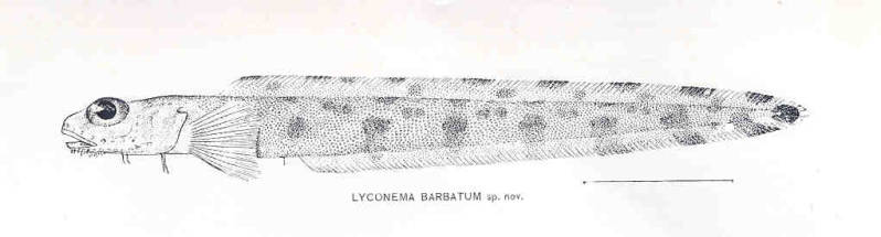 (Lyconema barbatum)