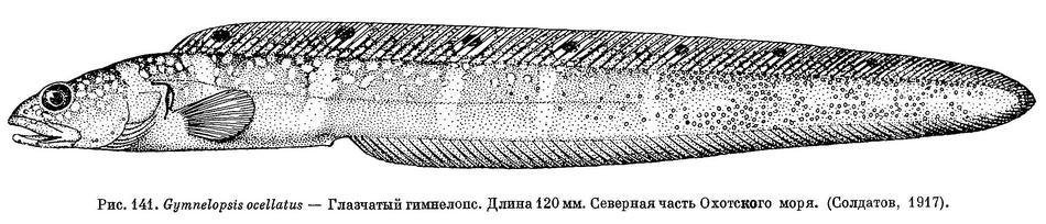 (Gymnelopsis ocellata)