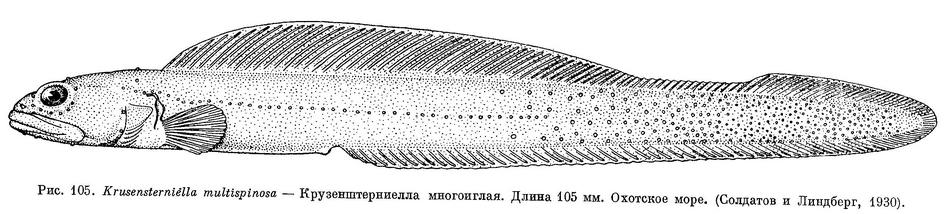 (Krusensterniella multispinosa)
