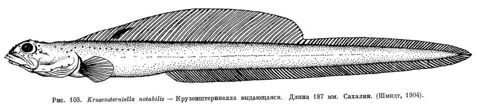(Krusensterniella notabilis)