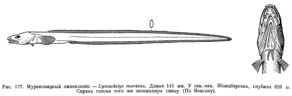 (Lycenchelys muraena)