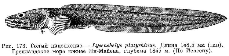 (Lycenchelys platyrhina)
