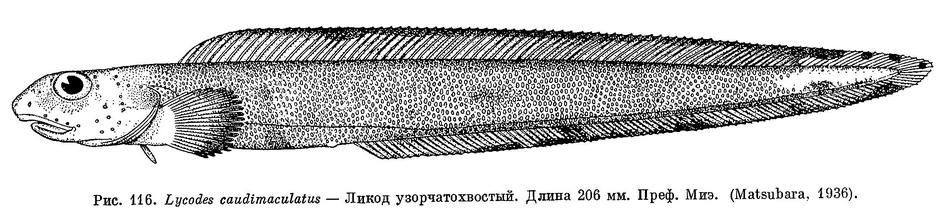 (Lycodes caudimaculatus)