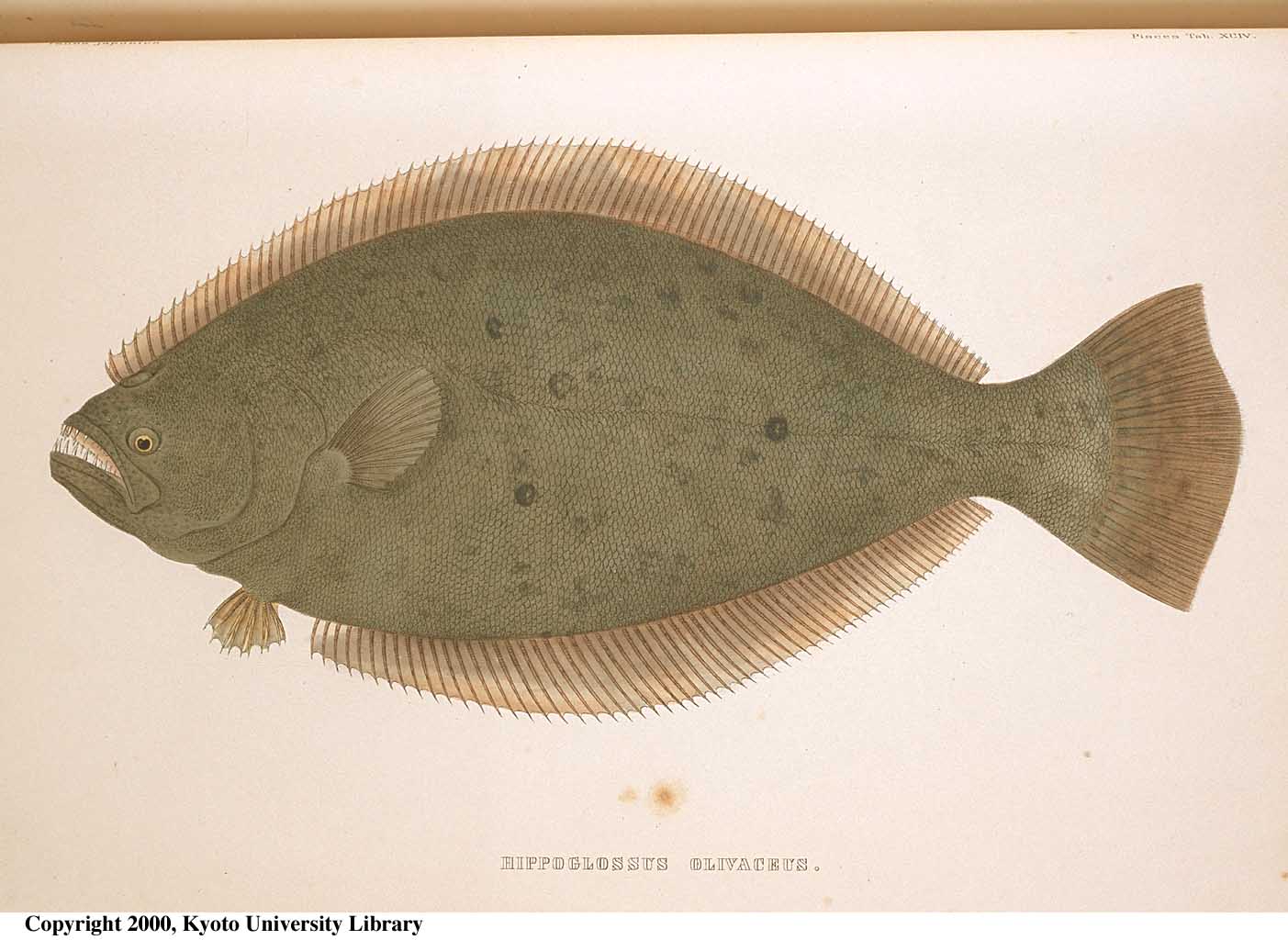 Paralichthys olivaceus (Temminck & Schlegel, 1846)