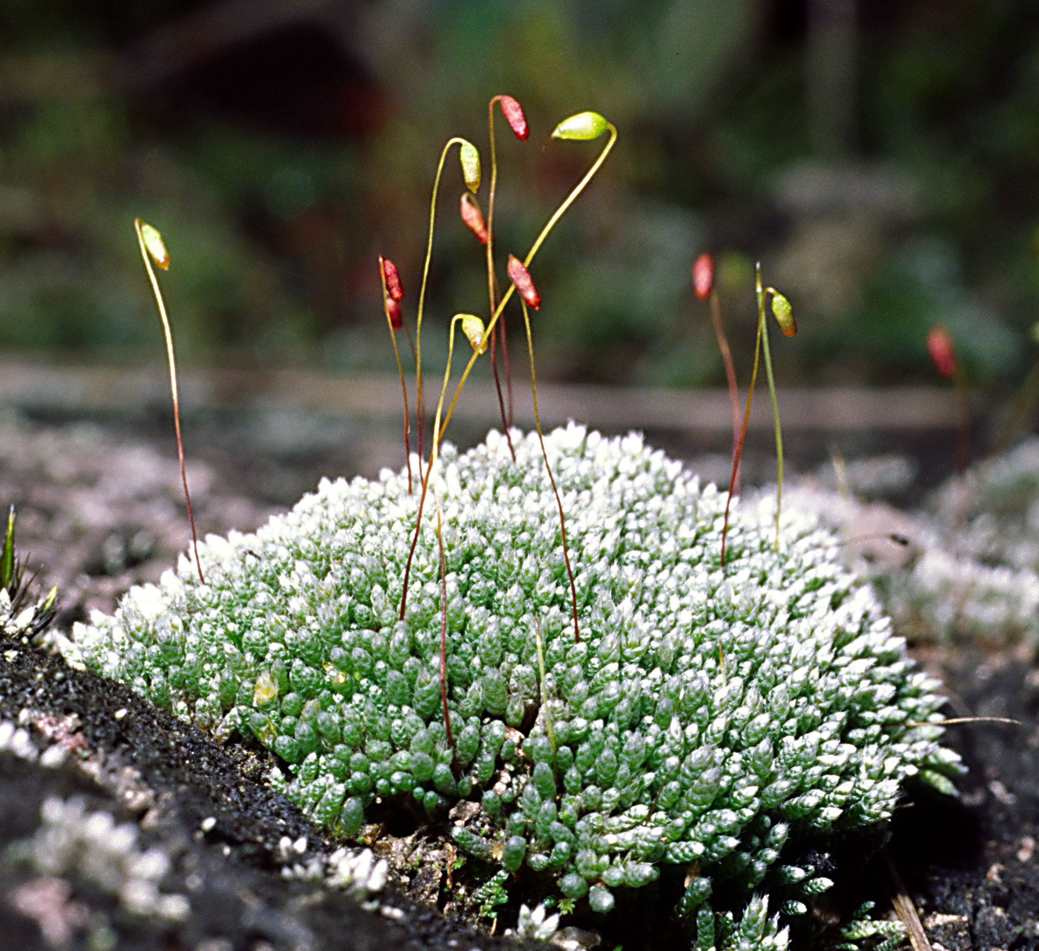 Bryum argenteum