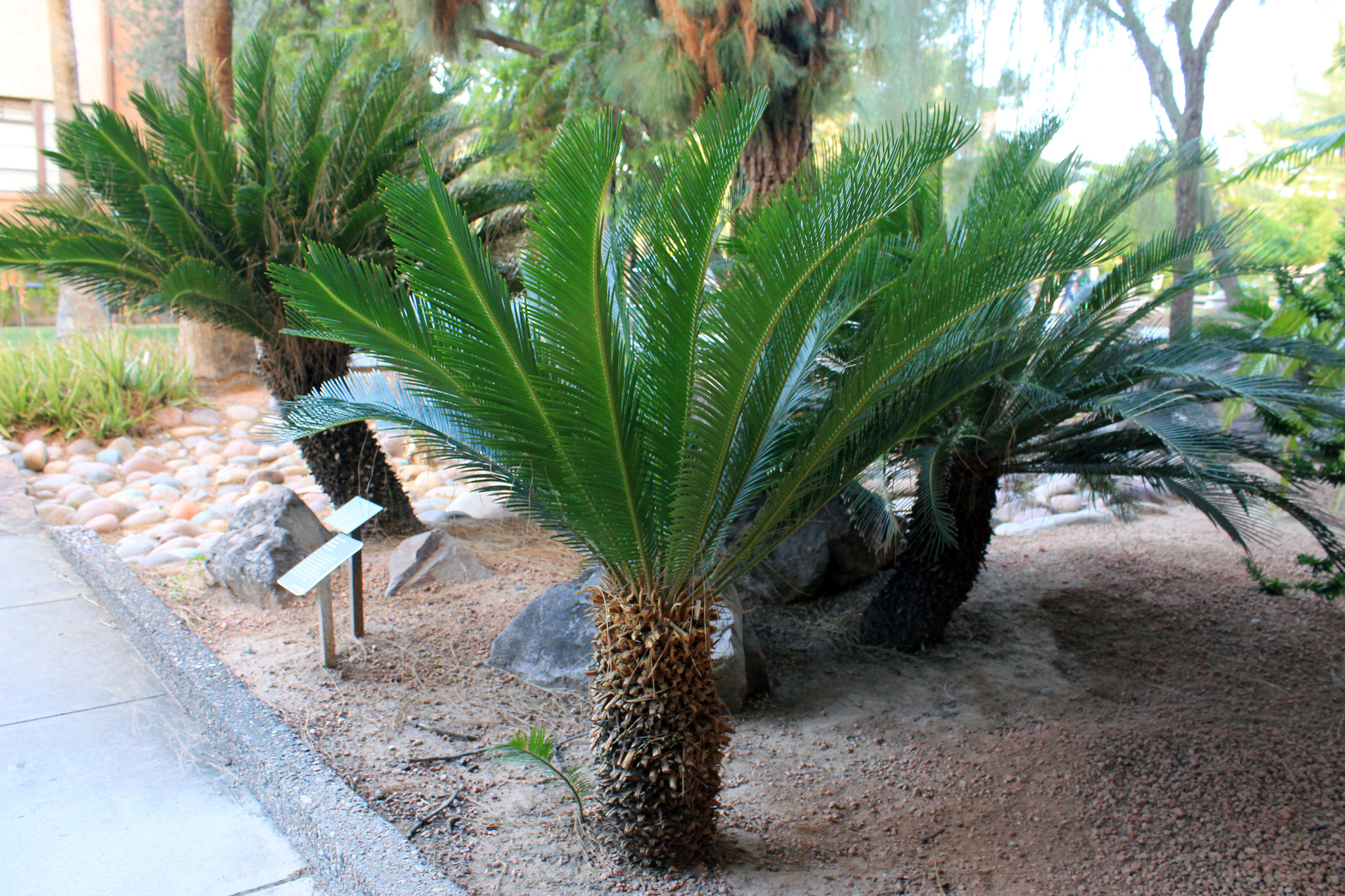 Саговник поникающий Cycas revoluta