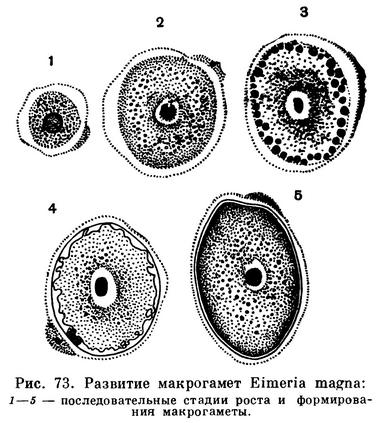parazita apicomplexa