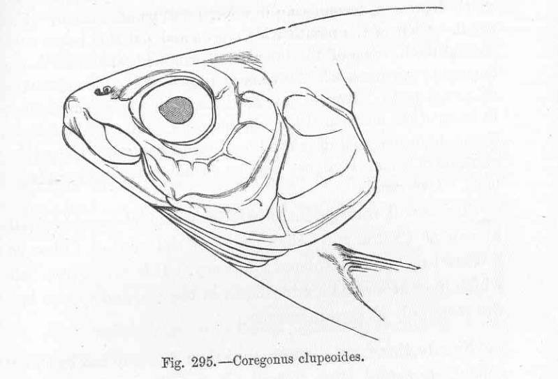 (Coregonus clupeoides)