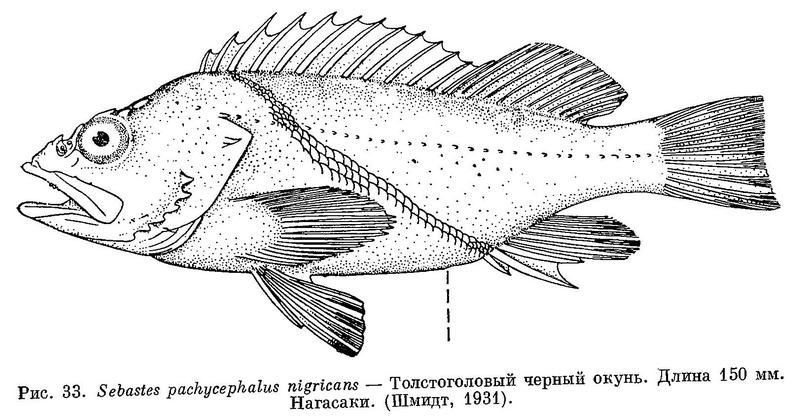 (Sebastes pachycephalus nigricans)