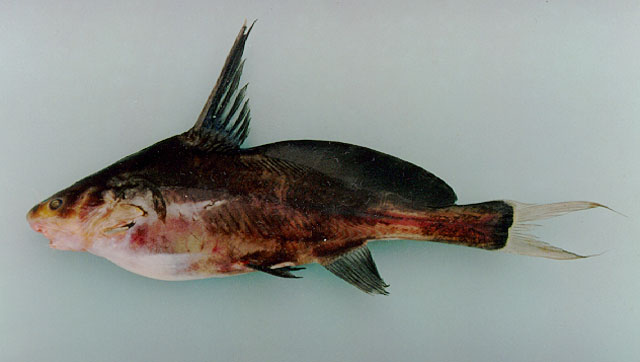 (Bagrichthys macracanthus)