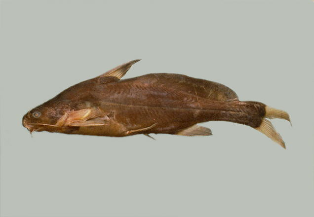 (Bagrichthys macropterus)