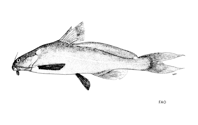 (Bagrichthys macropterus)