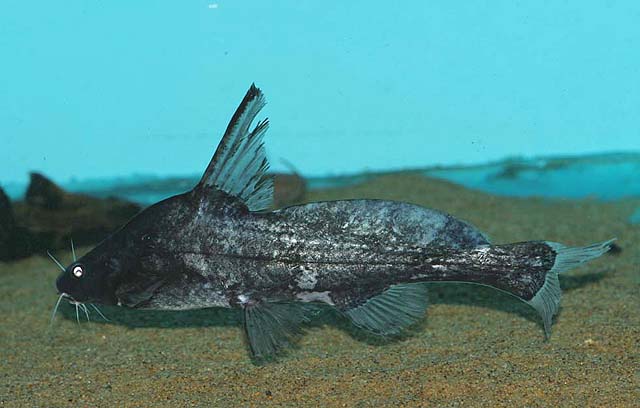 (Bagrichthys majusculus)