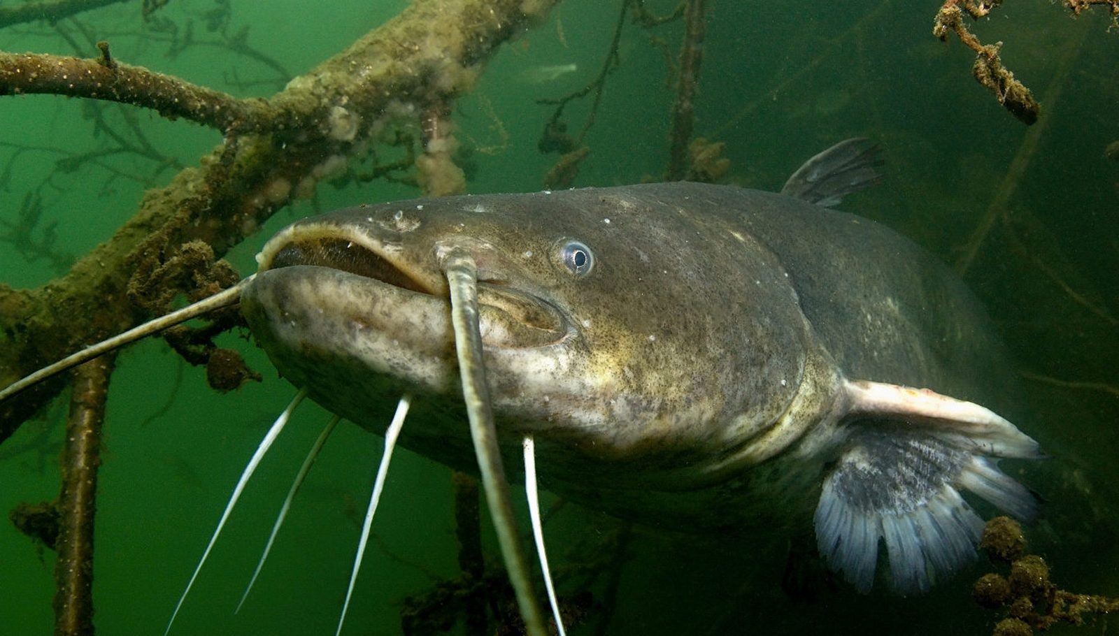 Soldatov catfish
