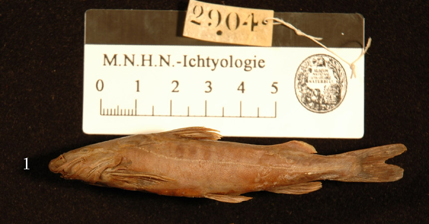(Glyptothorax platypogon)