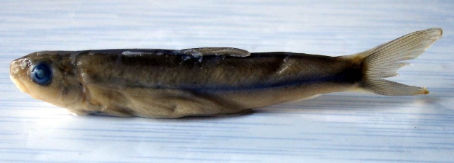 (Oreoglanis macropterus)
