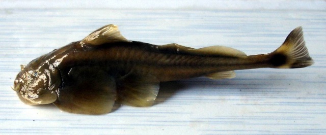 (Pareuchiloglanis gongshanensis)