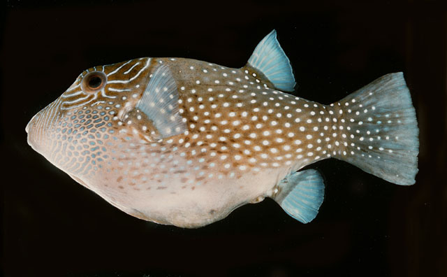 (Canthigaster amboinensis)