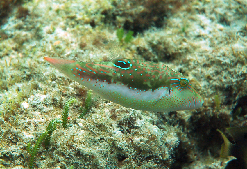 (Canthigaster bennetti)