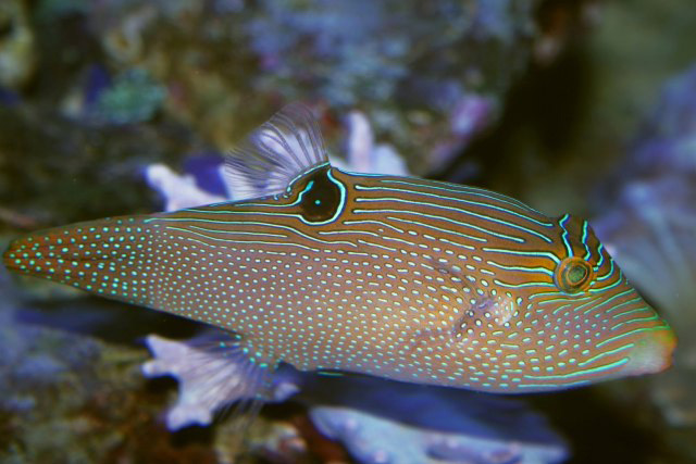 (Canthigaster papua)