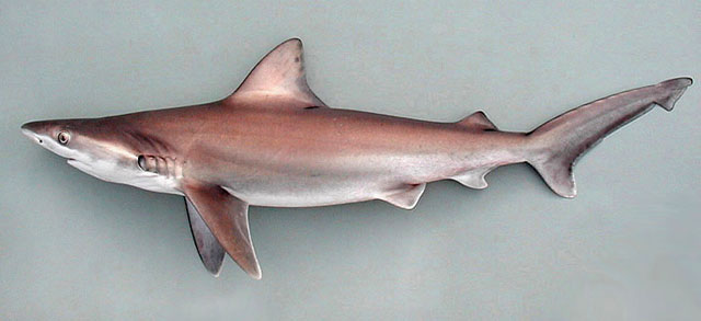 (Carcharhinus altimus)