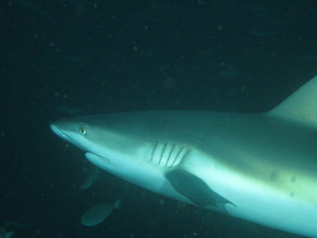 (Carcharhinus amblyrhynchoides)