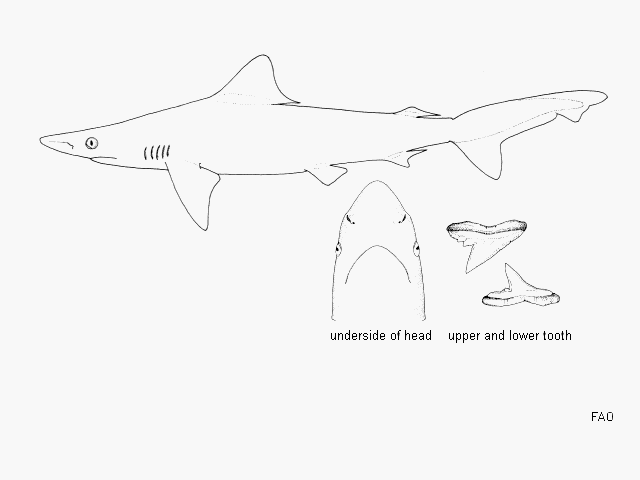(Carcharhinus borneensis)