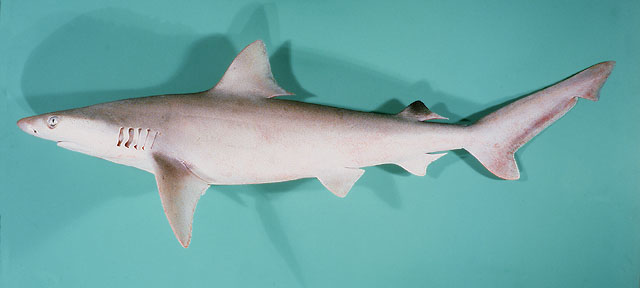(Carcharhinus dussumieri)