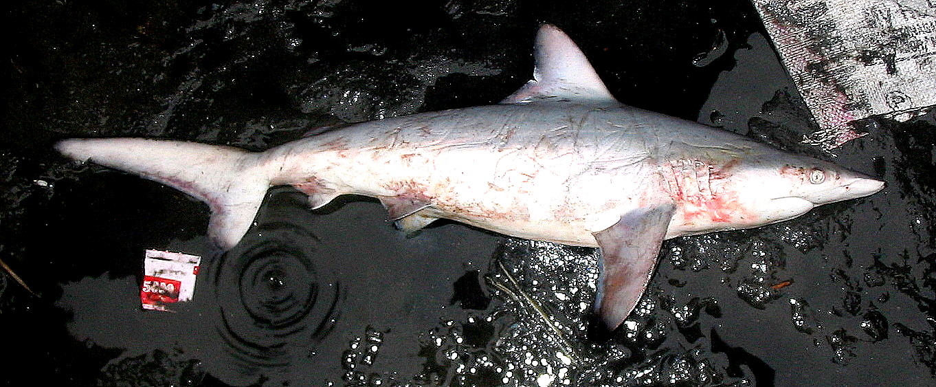 (Carcharhinus hemiodon)