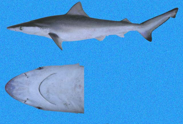 (Carcharhinus porosus)