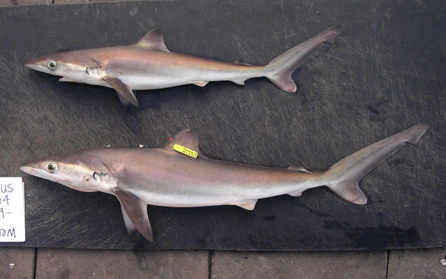 (Carcharhinus signatus)