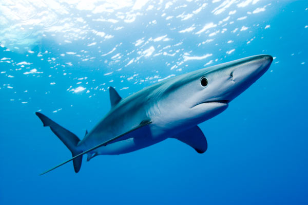 Представитель рода Синие акулы