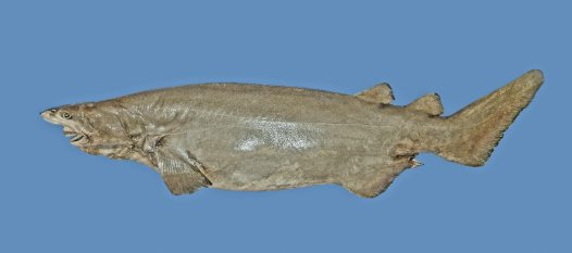 (Echinorhinus cookei)