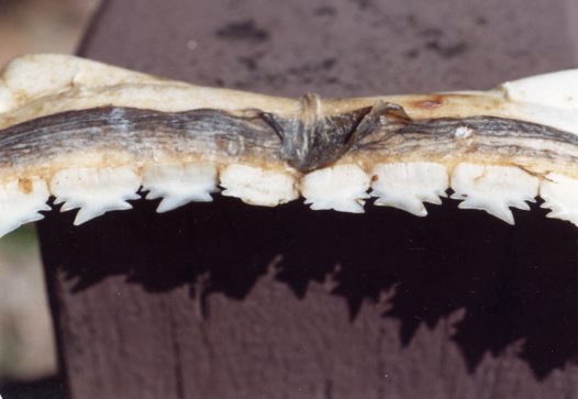 (Echinorhinus cookei)