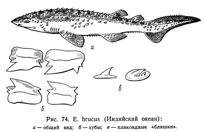 (Echinorhinus brucus)