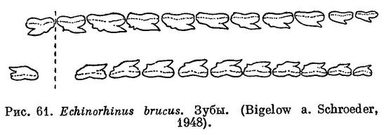 (Echinorhinus brucus)