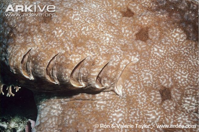 (Eucrossorhinus dasypogon)