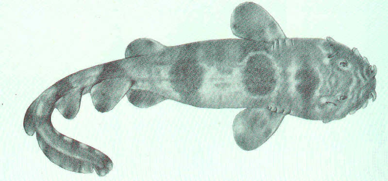 (Sutorectus tentaculatus)