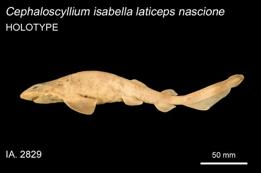 (Cephaloscyllium laticeps)