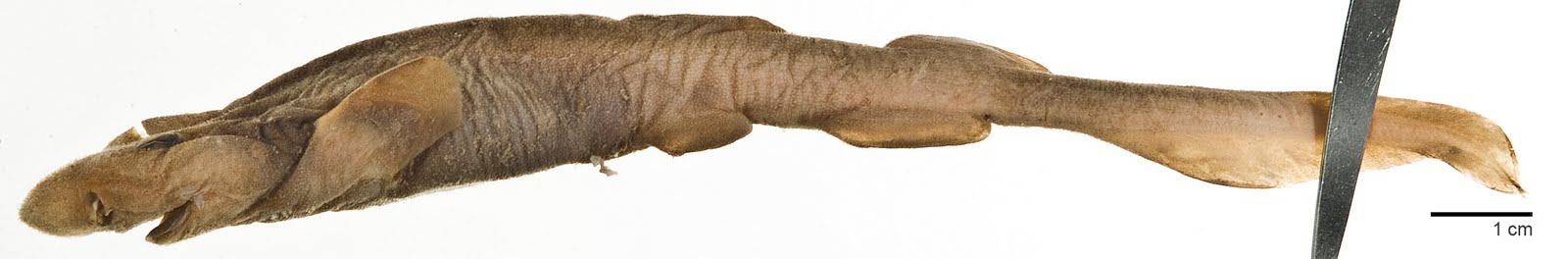 (Parmaturus campechiensis)