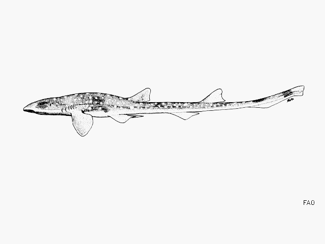 (Schroederichthys maculatus)