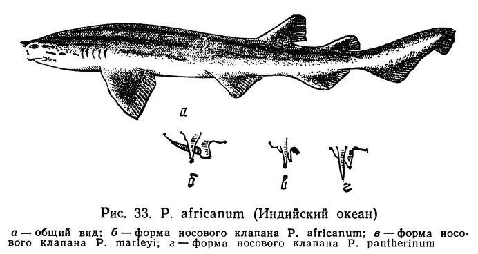 Poroderma pantherinum (Müller & Henle, 1838)