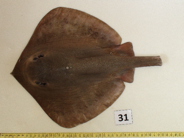 (Pastinachus solocirostris)