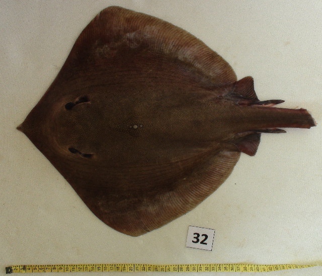 (Pastinachus solocirostris)
