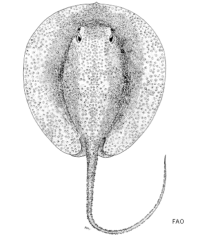 (Urogymnus asperrimus)