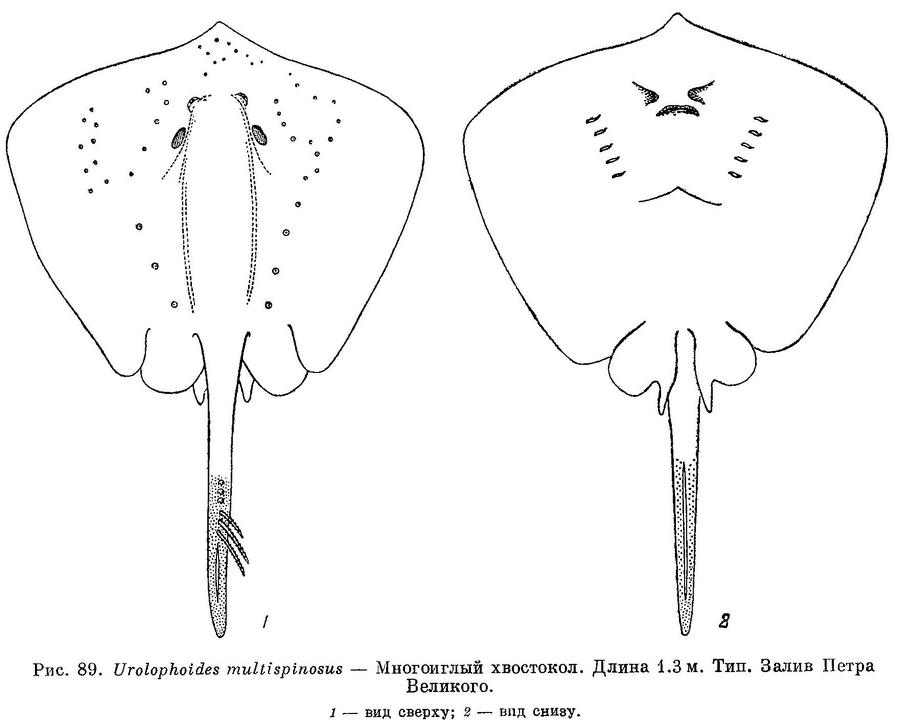 (Dasyatis multispinosa)