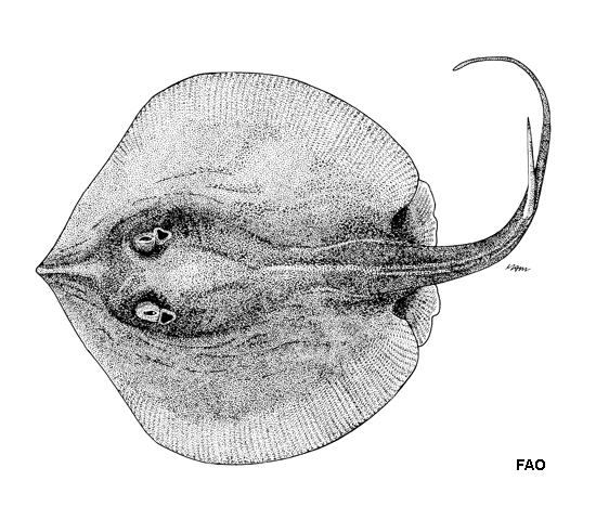 (Urolophus armatus)