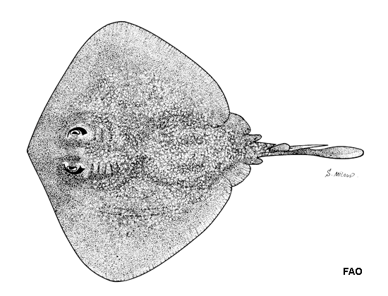 (Urolophus bucculentus)